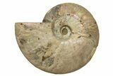Silver Iridescent Ammonite (Cleoniceras) Fossil - Madagascar #317491-1